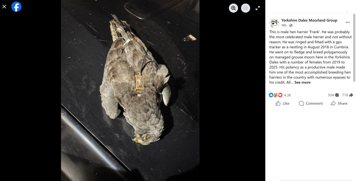 Yorkshire Dales Moorland Group in desperate attempt to divert attention away from conviction of Yorkshire Dales gamekeeper Racster Dingwall