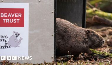 Beavers to be released in bid to 'restore nature' - BBC