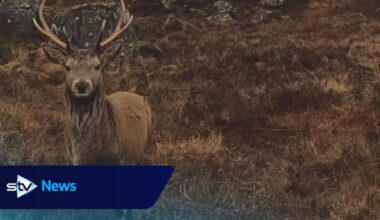 Watch magical moment 'majestic' stag licks walker's camera lens