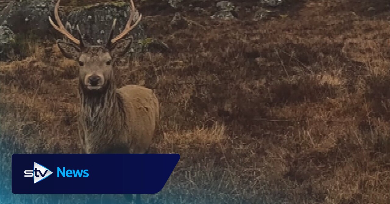 Watch magical moment 'majestic' stag licks walker's camera lens