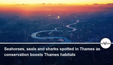 Seahorses, seals and sharks spotted in Thames as conservation boosts Thames habitats