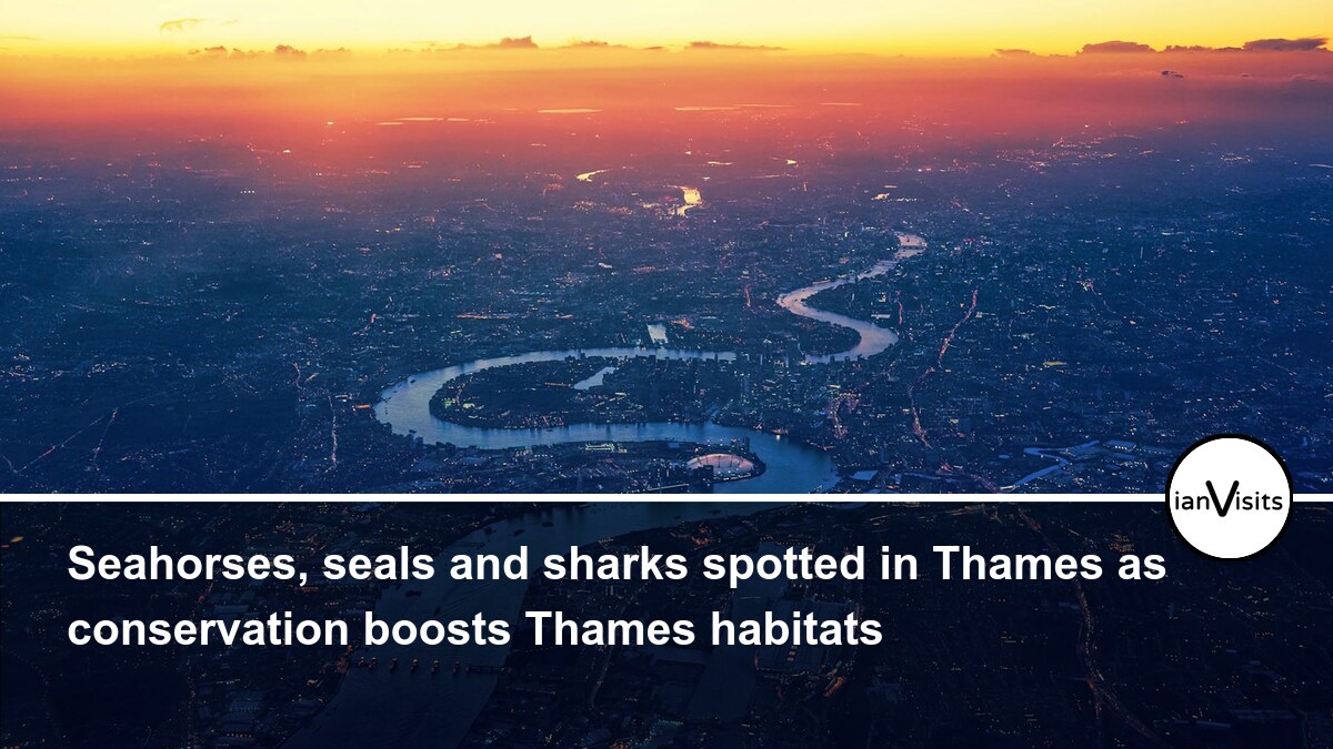 Seahorses, seals and sharks spotted in Thames as conservation boosts Thames habitats
