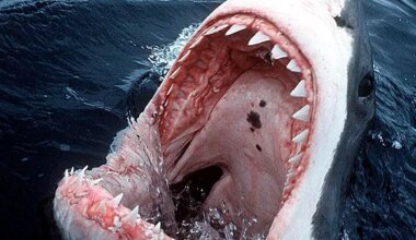 The capture of a white shark in the waters of Alicante confirms its sporadic presence in Spain - El Mundo America