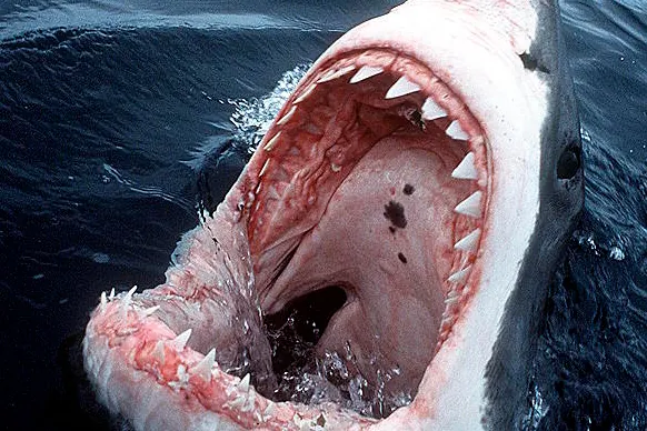 The capture of a white shark in the waters of Alicante confirms its sporadic presence in Spain - El Mundo America