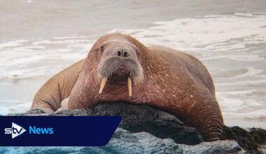 Walrus spotted 'resting on rocks' in Fife