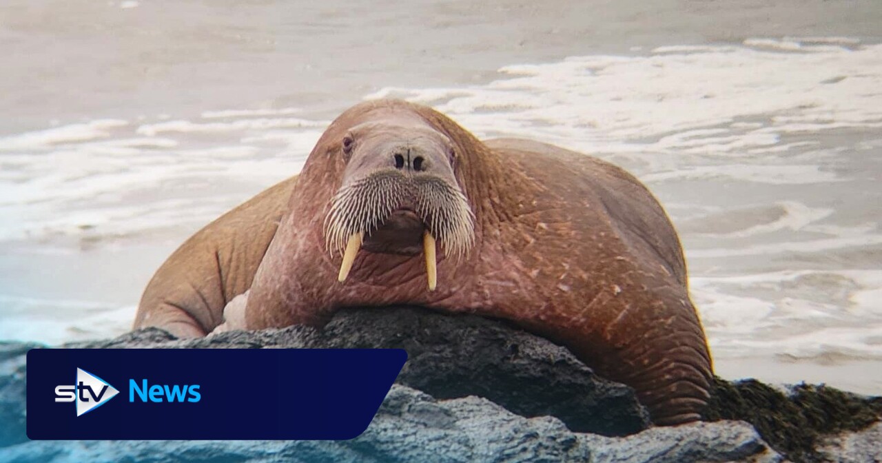 Walrus spotted 'resting on rocks' in Fife