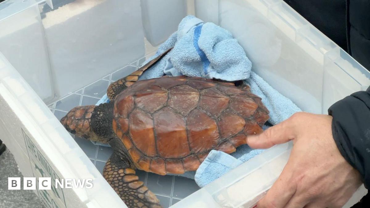 Crush the turtle in a white box with a blue towel near her as she is transported. She has a brown shell.