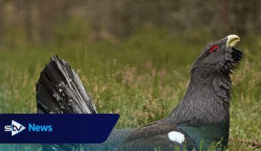 Boost for critically endangered Capercaillie at Abernethy nature reserve