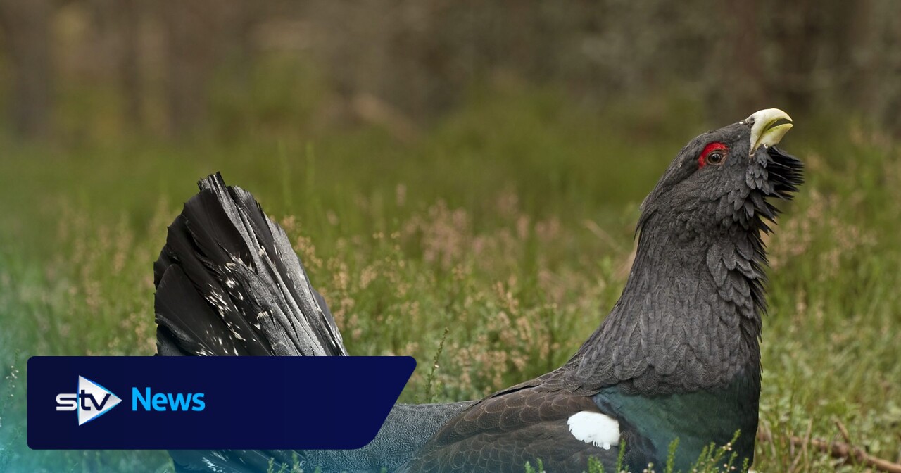 Boost for critically endangered Capercaillie at Abernethy nature reserve
