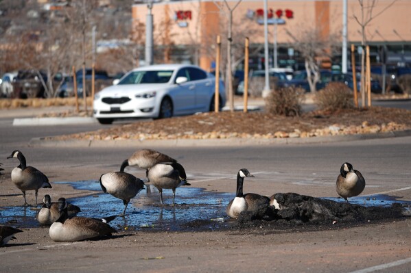 A flock of Canada geese sits in a small bank of dirt-covered snow melting in a parking lot, Friday, Feb. 6, 2026, in Sheridan, Colo. (AP Photo/David Zalubowski)