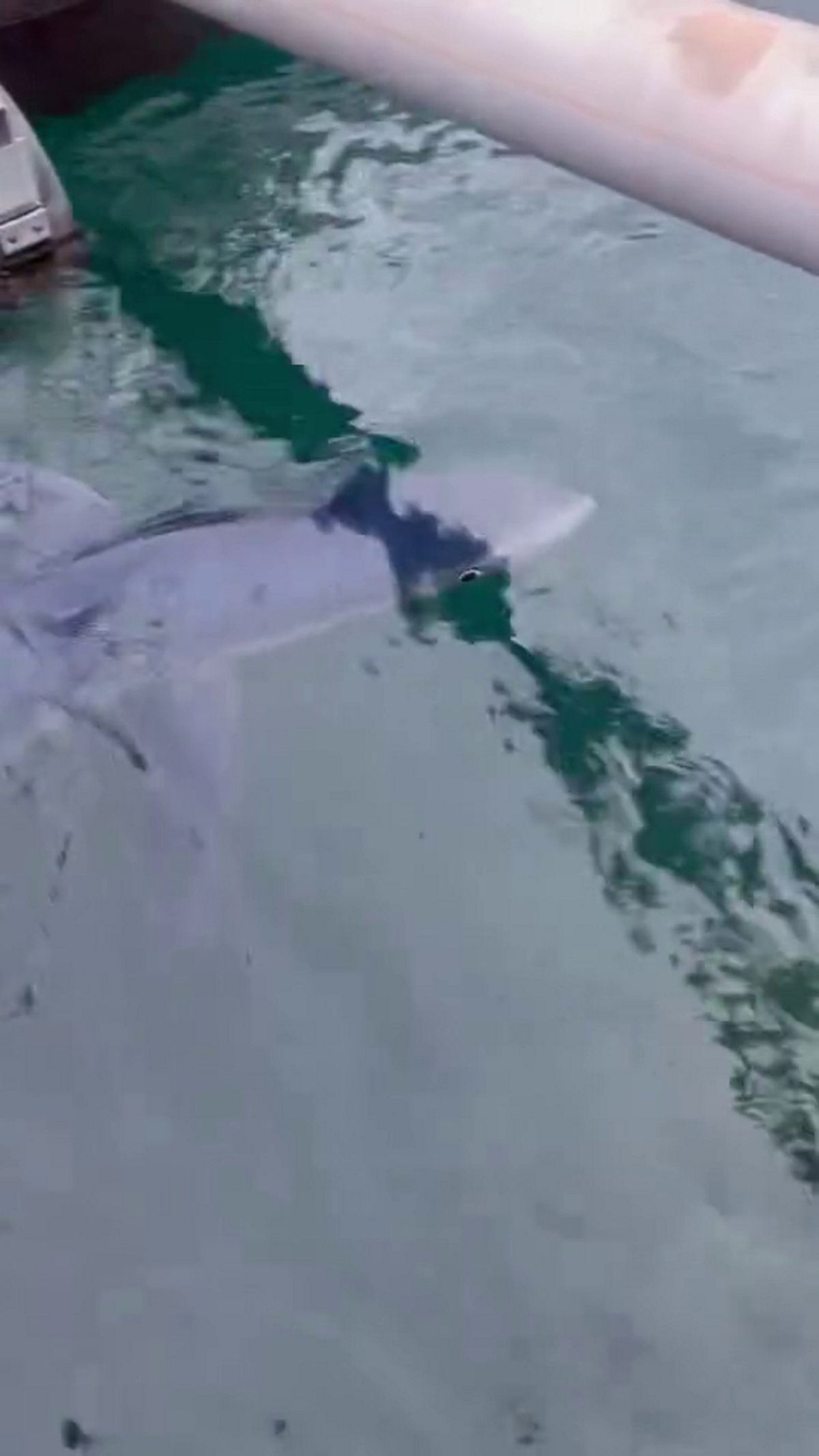 A shark, thought to be a blue shark, swims through the waters of the Marina Botafoc in Ibiza