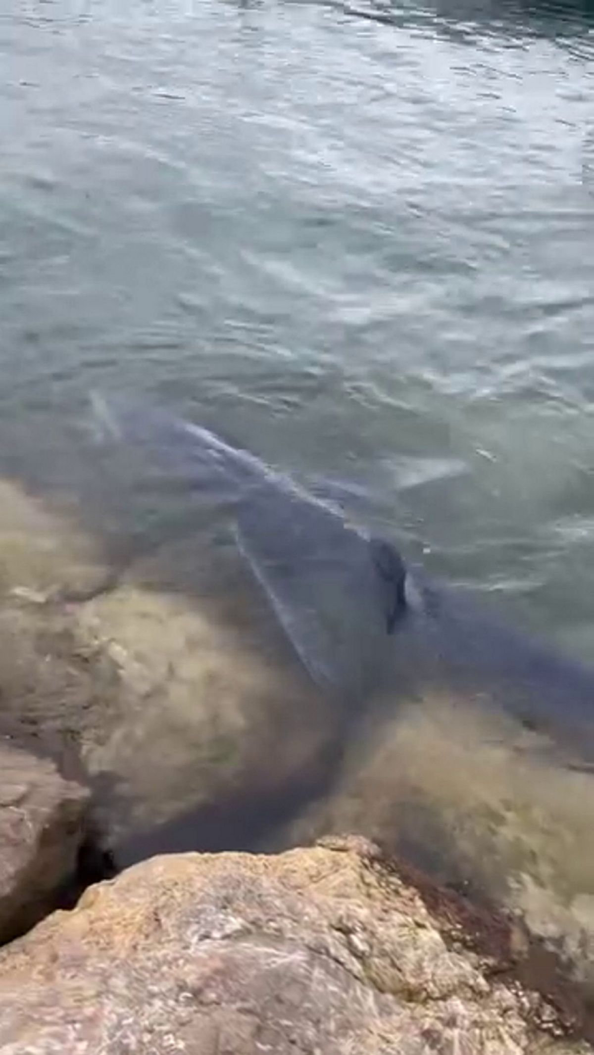 A shark, thought to be a blue shark, swims through the waters of the Marina Botafoc in Ibiza