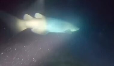 Rarely seen deepwater shark encountered during night dive off San Diego