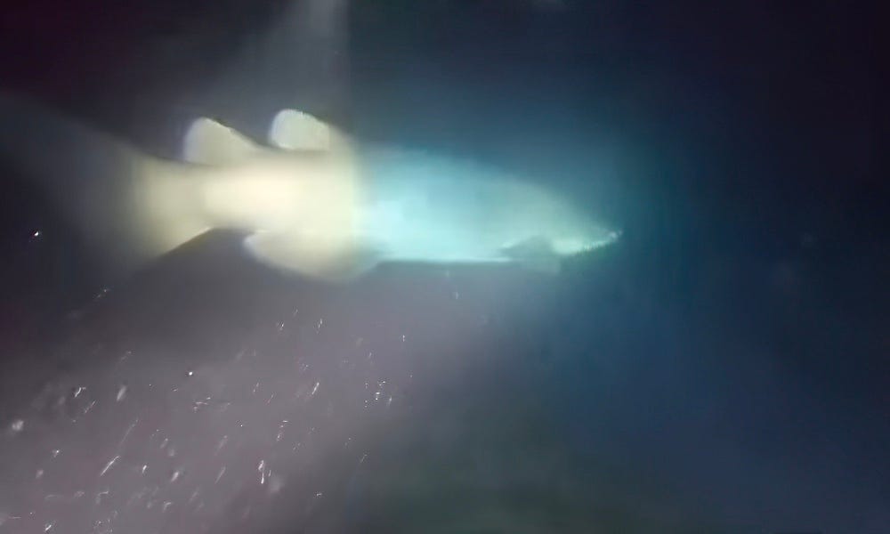 Rarely seen deepwater shark encountered during night dive off San Diego