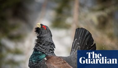 ‘We are hopeful’: small signs of recovery for Scotland’s rare capercaillie bird | Endangered species