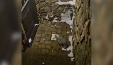 Rescuers Rush To Save Beautiful Animal 'Freezing' Outside Basement Door