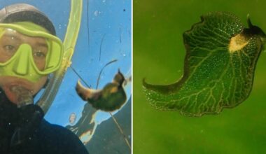 Snorkeler Swims By 'Gorgeous Leaf'— Then Realizes It's Actually A Rare Animal