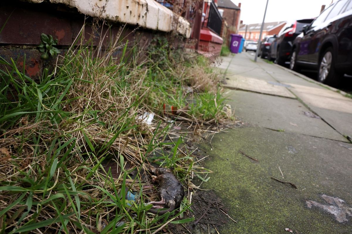 A dead rat on a Tuebrook pavement.