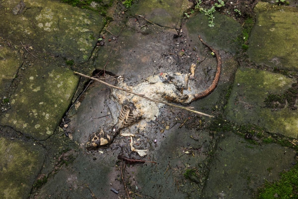 A rat decomposing in an alleyway in Tuebrook.