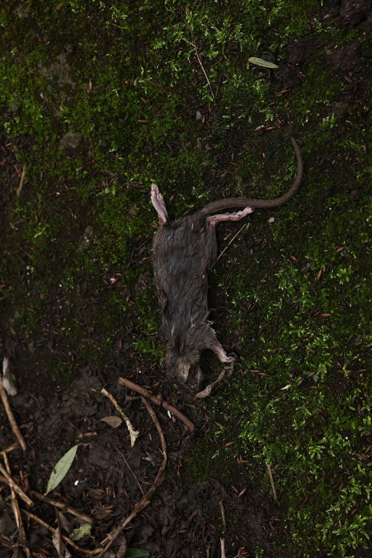 A dead rat in an alleyway in Tuebrook.