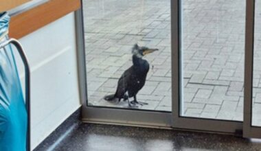 Injured Seabird Seeks Help By Pecking At Hospital Door