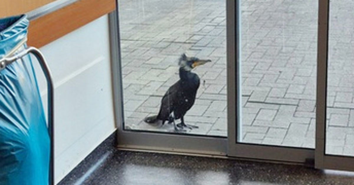 Injured Seabird Seeks Help By Pecking At Hospital Door