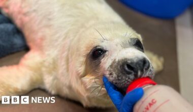 Seal pups bottle-fed as rescue numbers rise - BBC