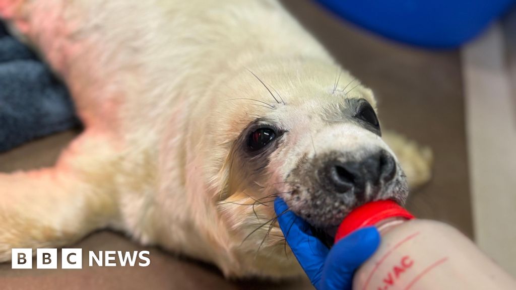 Seal pups bottle-fed as rescue numbers rise - BBC