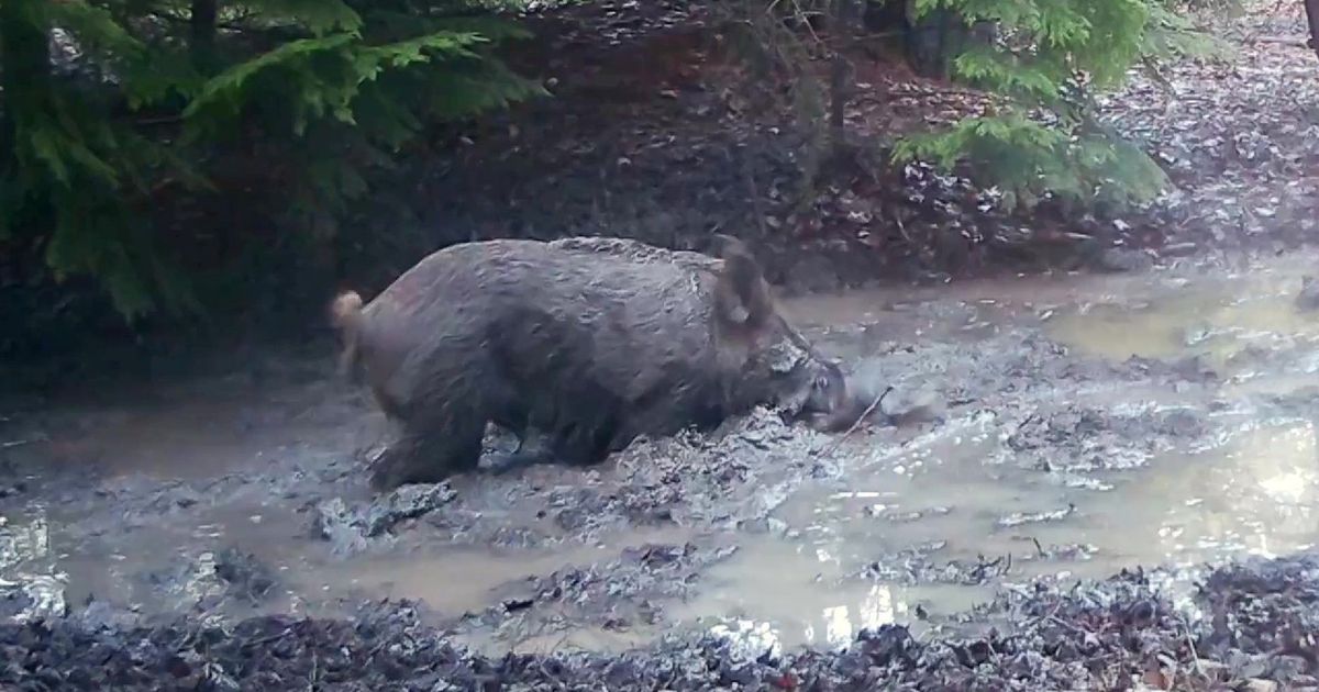 Gloucestershire Live