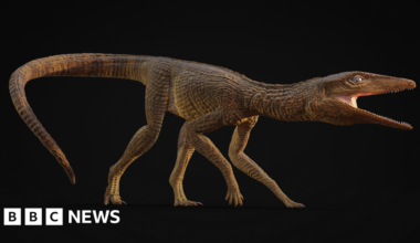 Ancient crocodile species named Jones after teacher from Cardigan - BBC