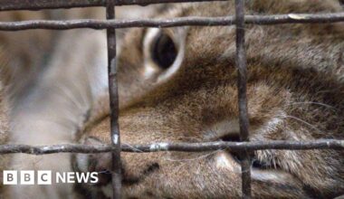 Ukrainian lynx rescued and taken to The Big Cat Sanctuary - BBC