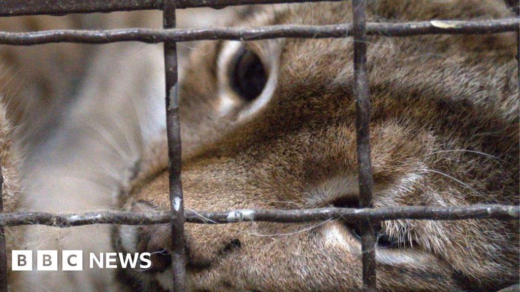 Ukrainian lynx rescued and taken to The Big Cat Sanctuary - BBC