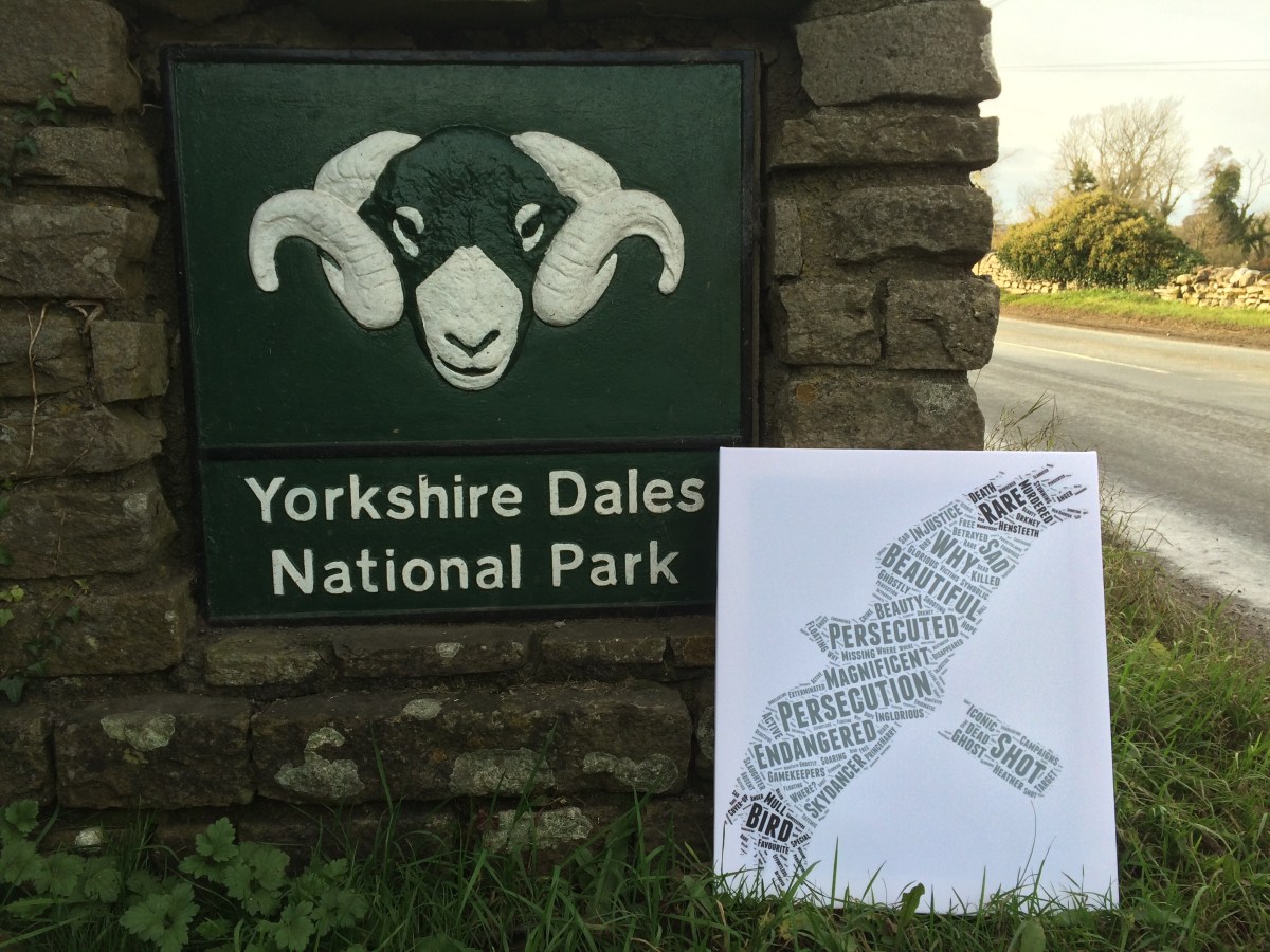 Three reforms to stop the criminal killing of birds of prey – new petition to UK Minister from Friends of the Dales – Raptor Persecution UK