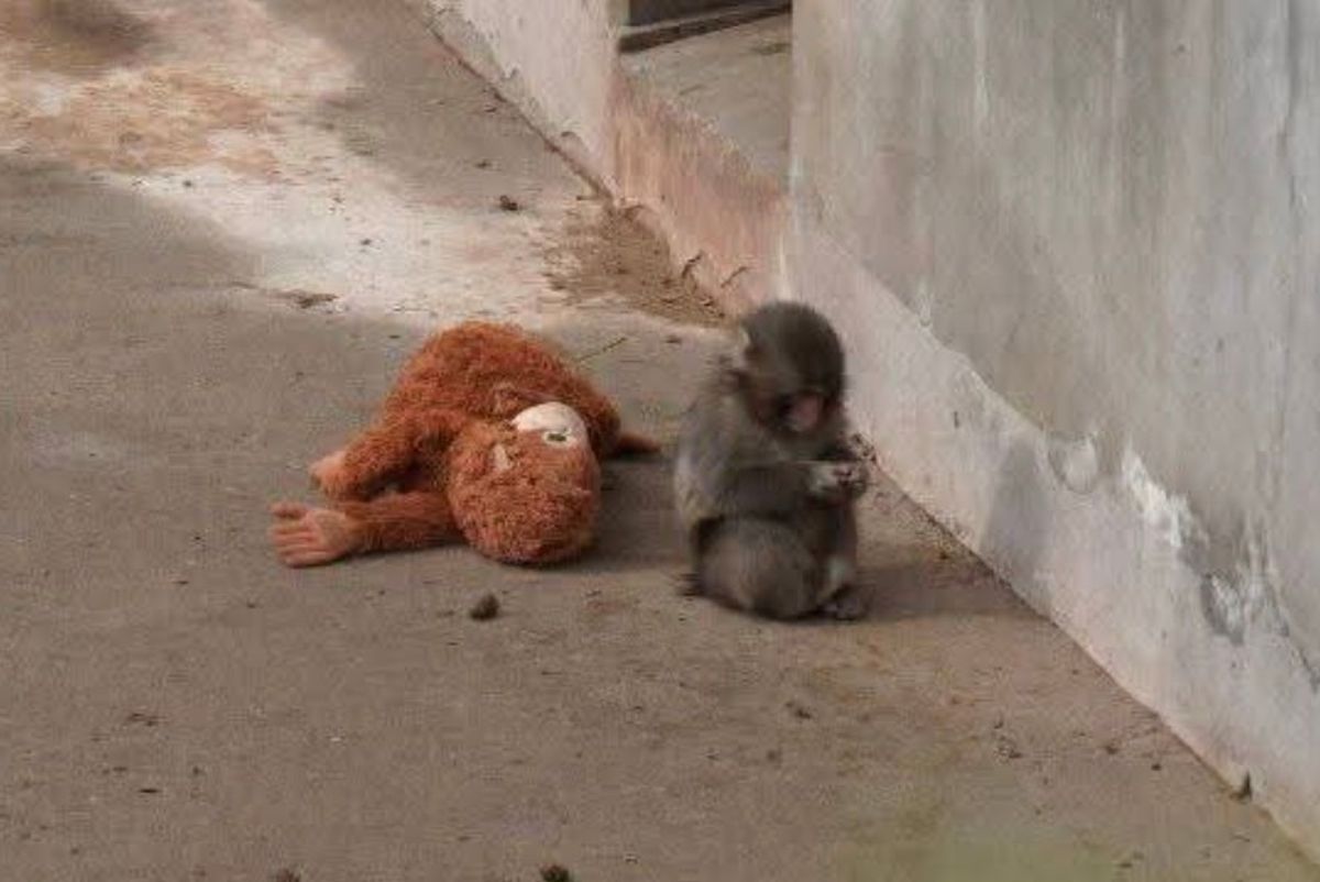 Image of Punch and teddy in zoo enclosure, Punch looking sad and lonely.