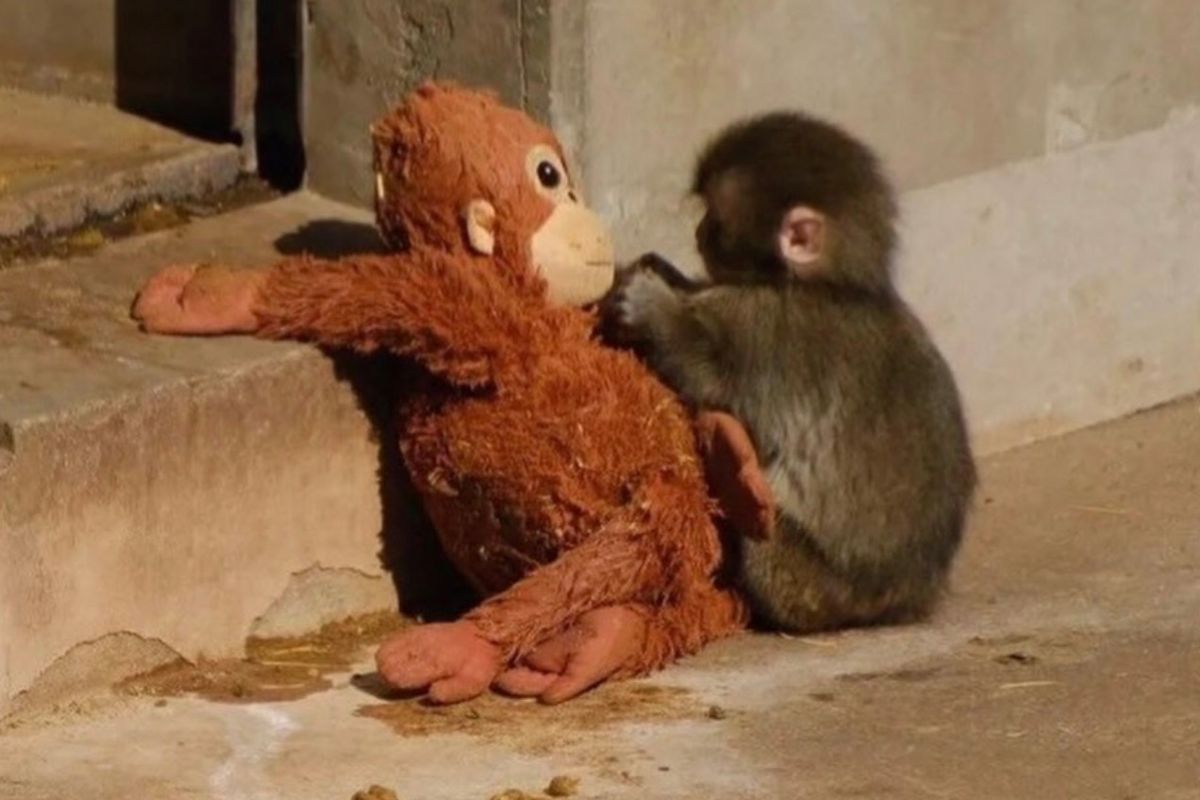 Image of baby monkey and his soft toy.