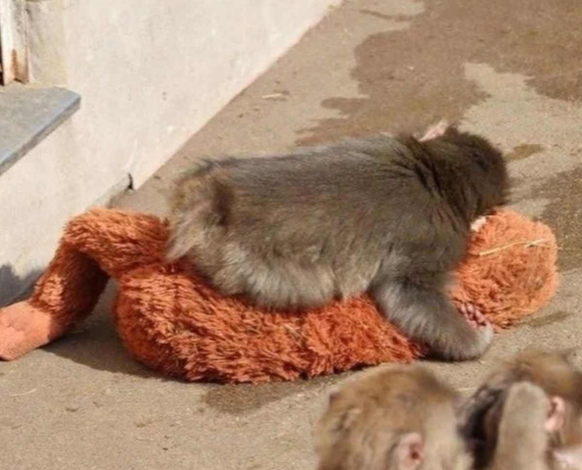 Image of Punch and teddy cuddling for a nap.