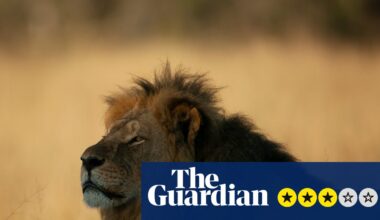 Cecil: The Lion and the Dentist review – inside the horrific big cat killing that outraged the world | Television