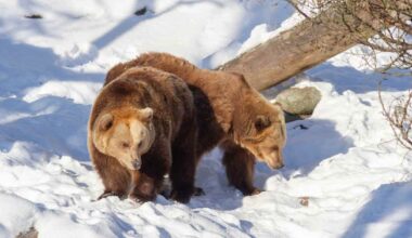 Leaking water pipe wakes Korkeasaari bears from winter hibernation | Yle News