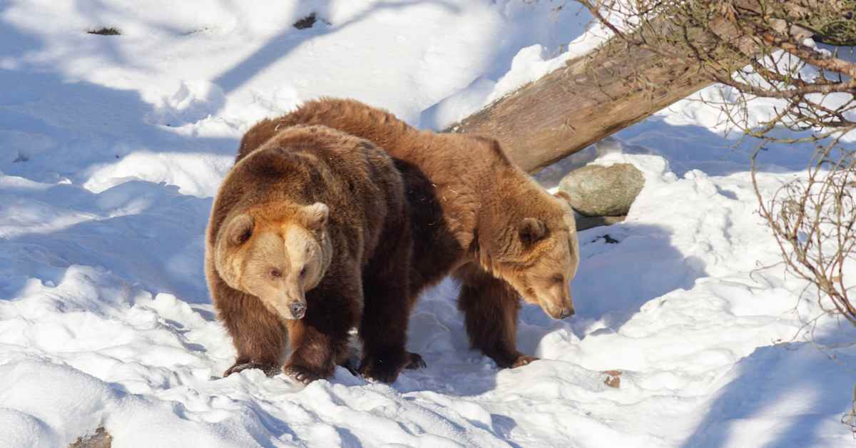 Leaking water pipe wakes Korkeasaari bears from winter hibernation | Yle News