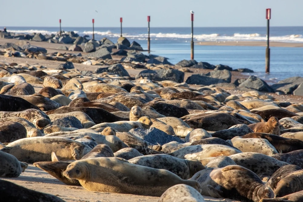 Seal colony at Horsey Beach, Norfolk