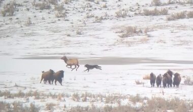 Yellowstone wolf tries to run down elk in 'incredible chase'