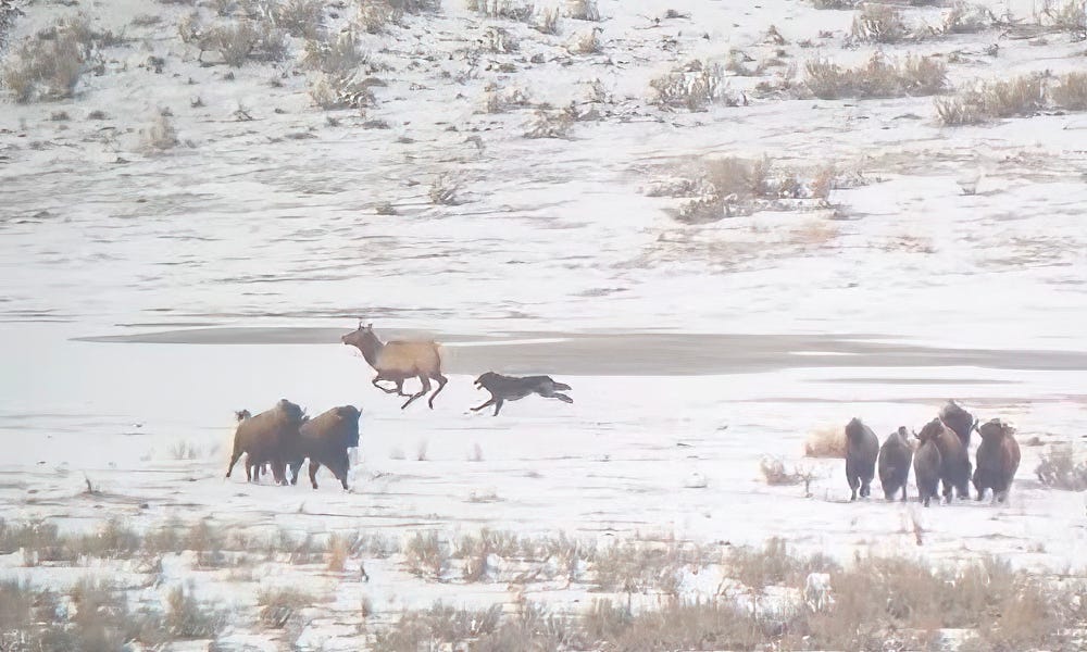 Yellowstone wolf tries to run down elk in 'incredible chase'