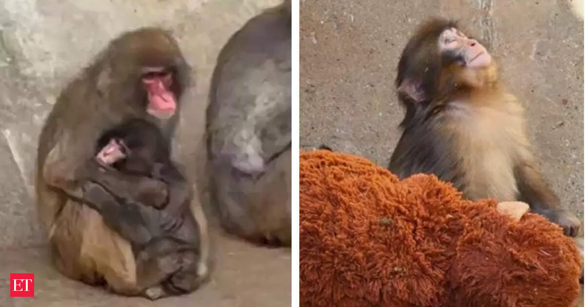 Punch the viral rejected baby monkey was finally shown love with an embracing hug from an adult macaque