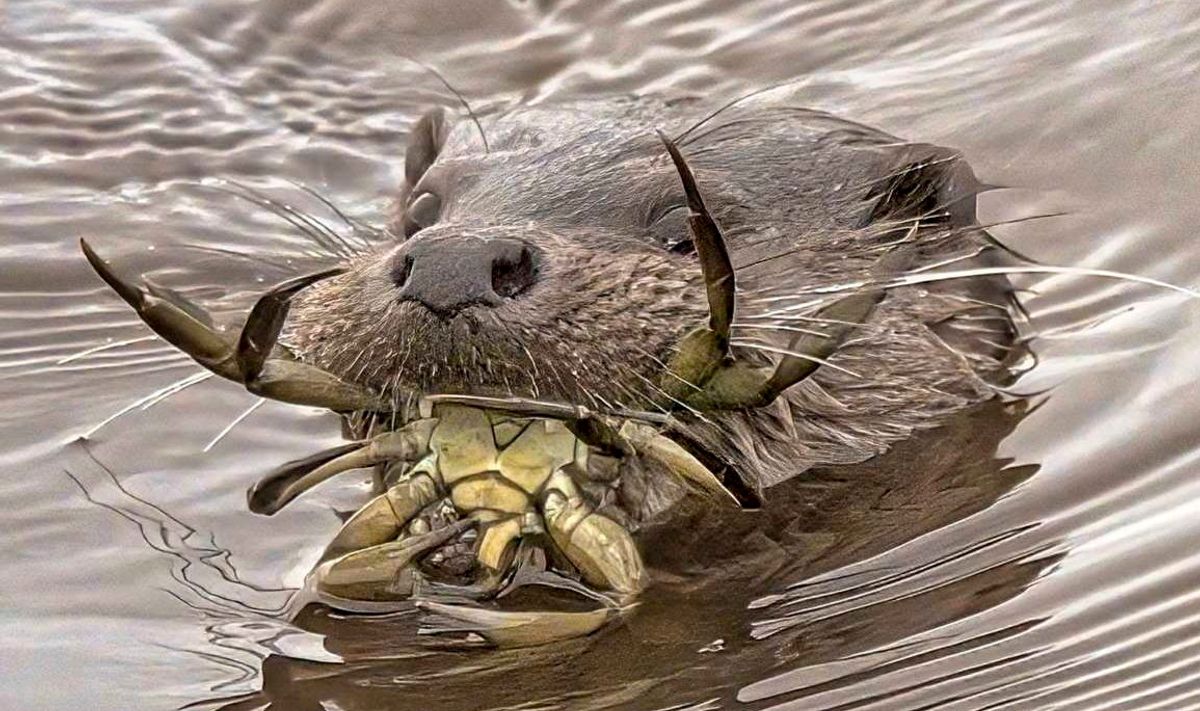 An otter eating a crab in the River Coquet, Northumberland