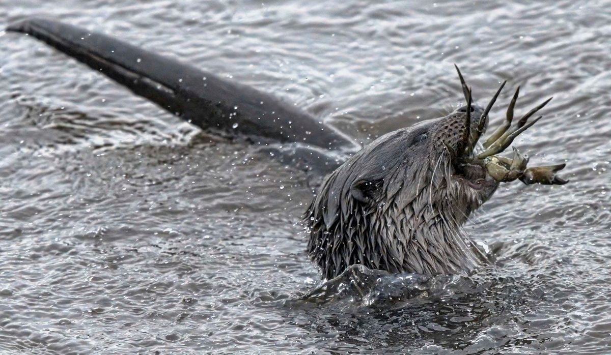 An otter eating a crab in the River Coquet, Northumberland