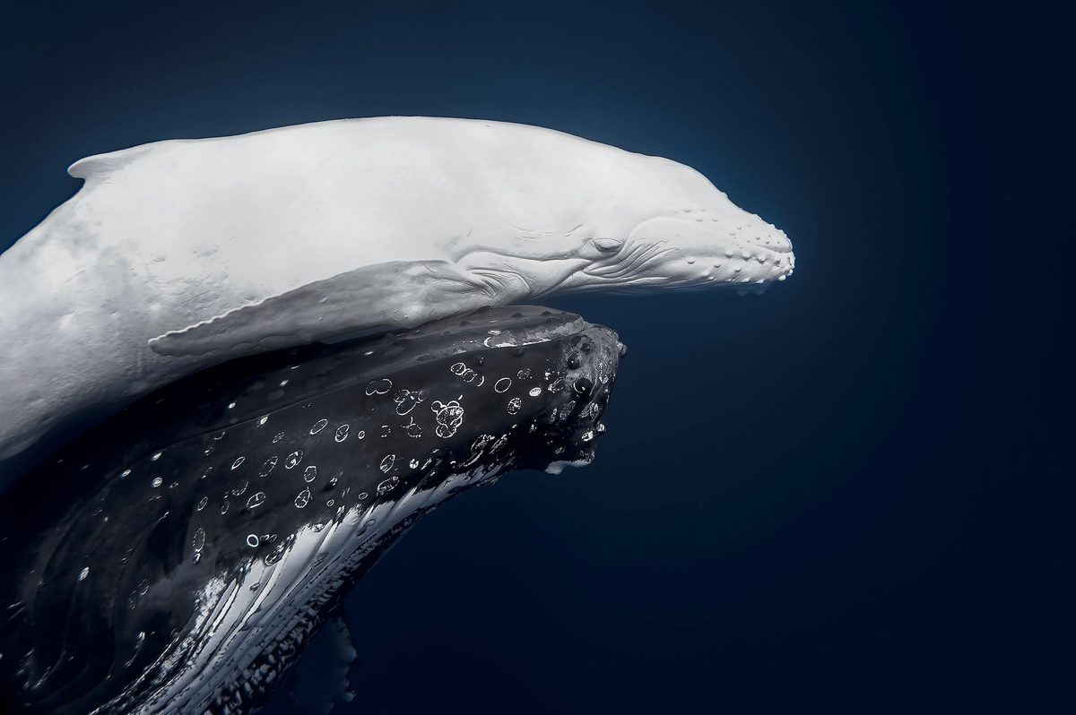 Rare white humpback whale