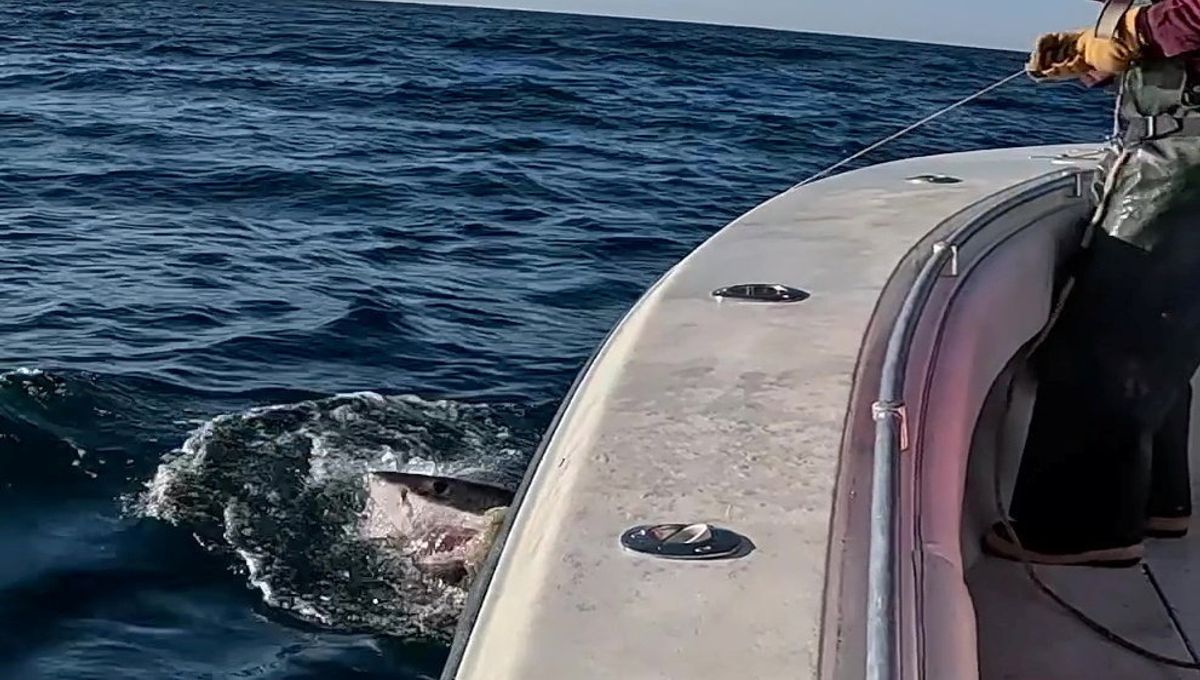 A juvenile great white shark pokes its head out the water as it swims away from a research boat