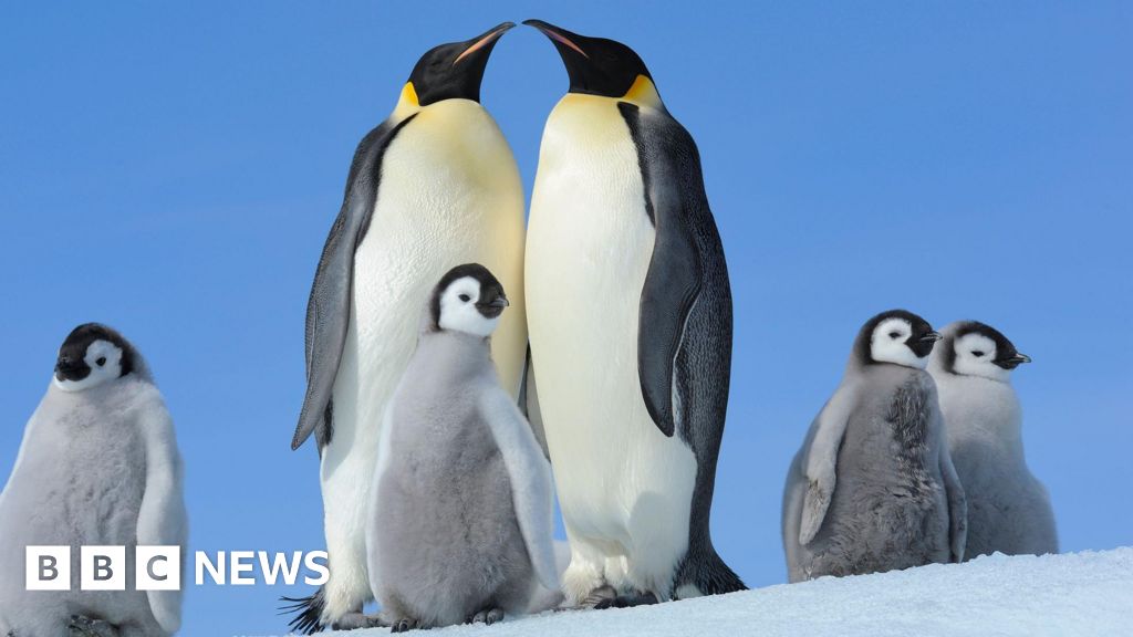 Why scientists fear Emperor penguins' annual moult may be killing them - BBC