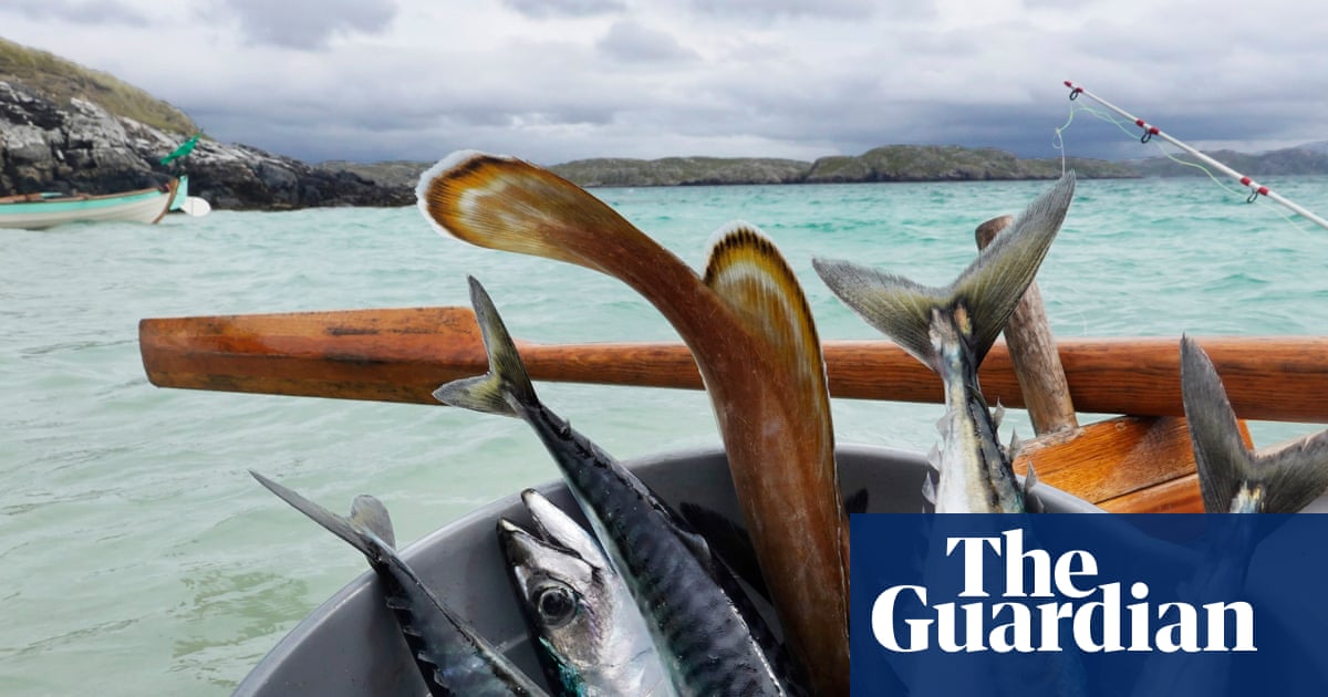 Waitrose suspends sale of mackerel because of overfishing | Fishing