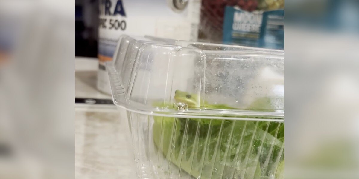 Man Goes To Make A Salad And Suddenly Sees 'Green Blob' With Eyes In His Lettuce